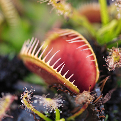 Telly's Venus Fly Trap Care Guide