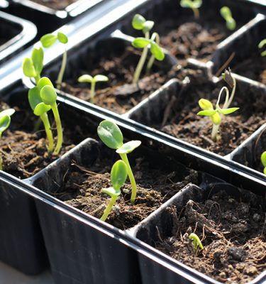 Telly's Growing Plants from Seeds