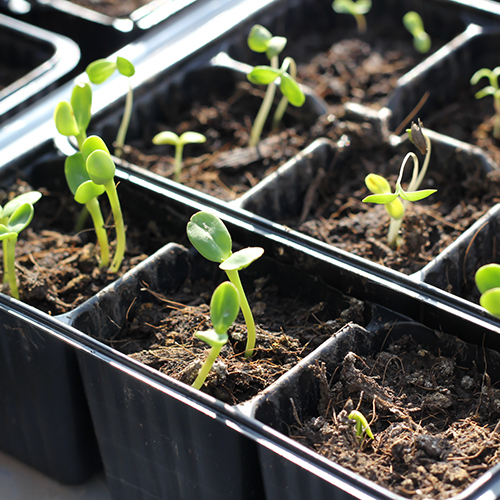 Telly's Growing Plants from Seeds