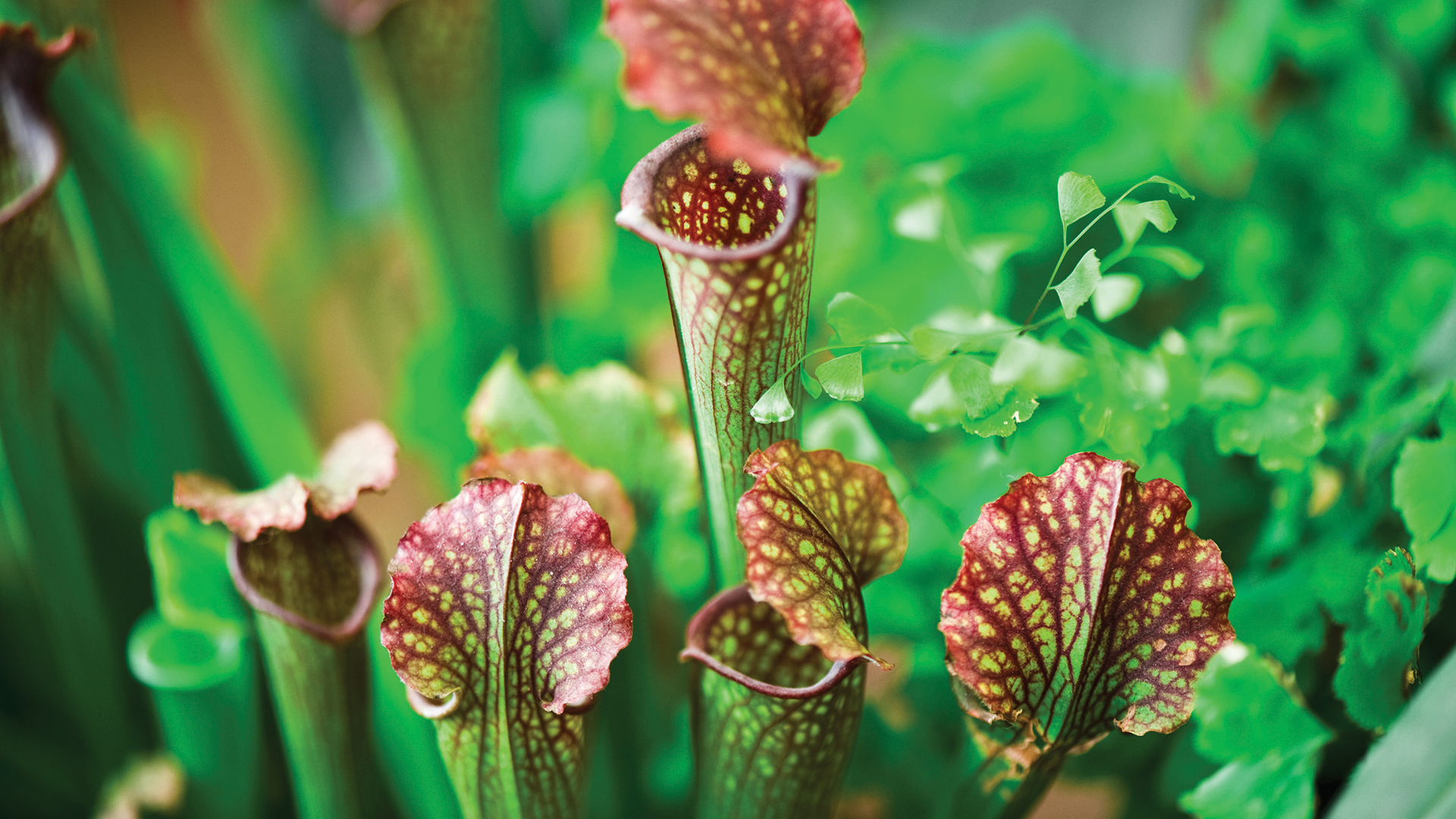 slider3 • Telly's Greenhouse