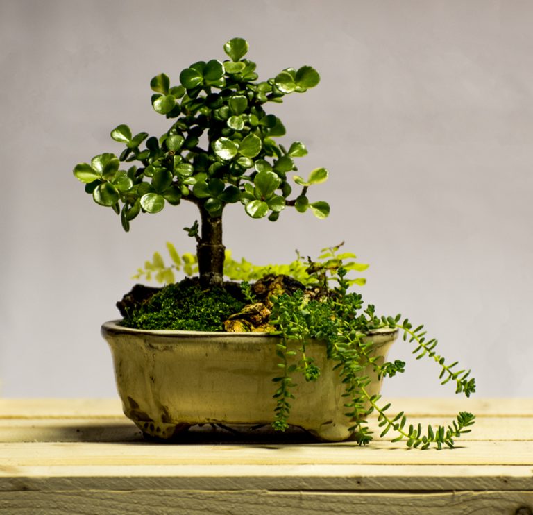 Bonsai • Learn the Art of Bonsai at Telly's Greenhouse
