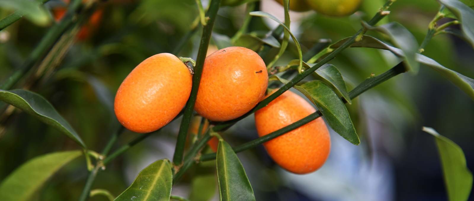 Citris • Telly's Greenhouse