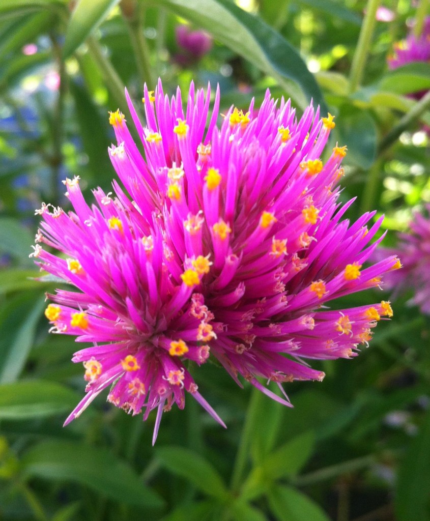 Gomphrena Cosmic Flare • Telly's Greenhouse