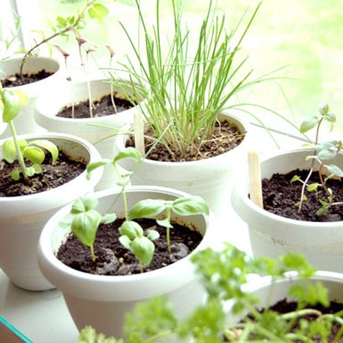 Telly's Growing Herbs Indoors