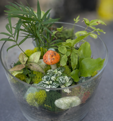 Terrarium Workshop (Jan 31, 2026)