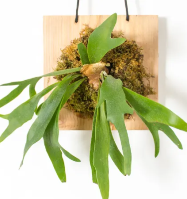Mounted Staghorn Fern Workshop (Mar 21, 2026)