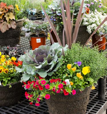Fall Container Class & Workshop