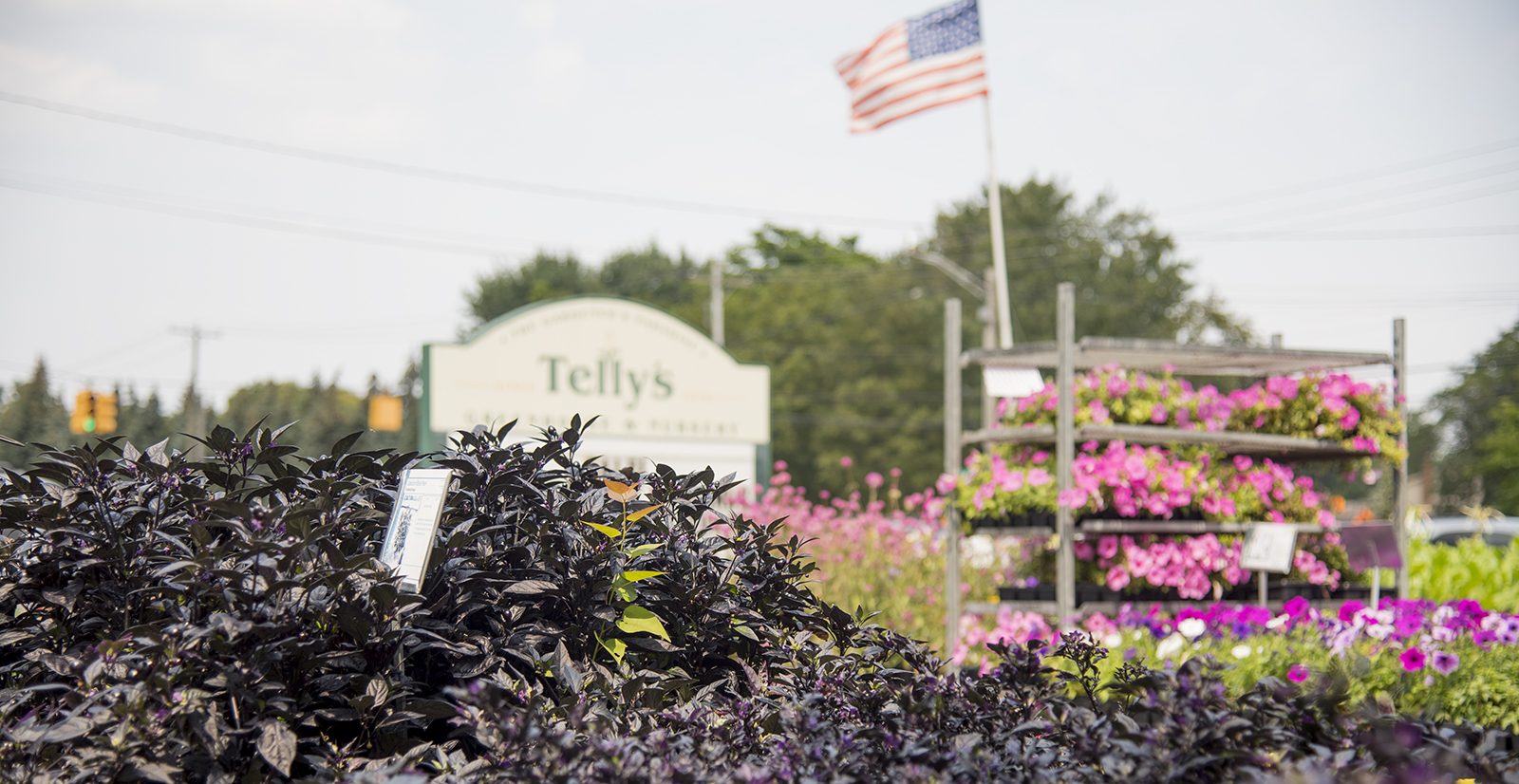 • Telly's Greenhouse