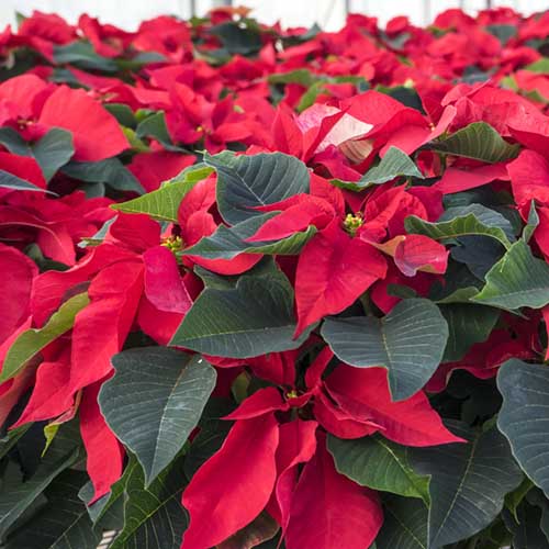 Telly's Poinsettia Care Guide