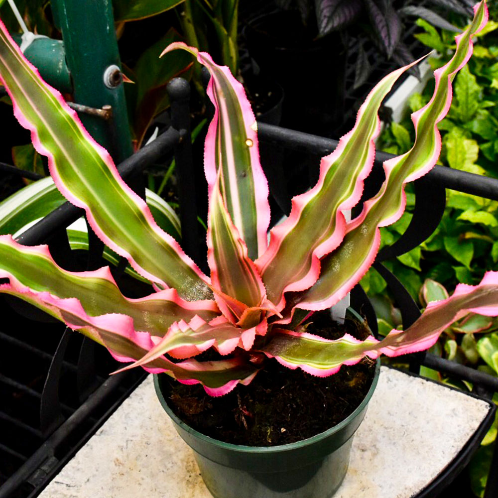 cryptanthus itlarge • Telly's Greenhouse