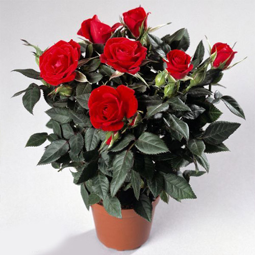 red potted roses tellys greenhouse