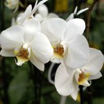 white orchids tellys greenhouse