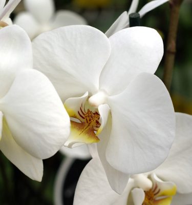 Orchids 101 (Jan 17, 2026)