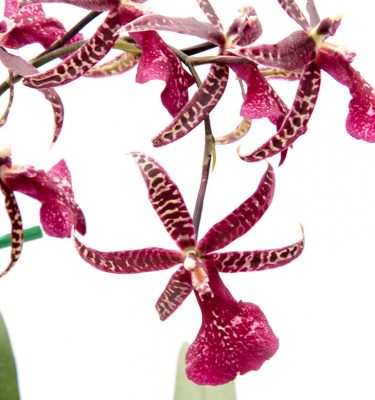 Orchids 101 (Mar 28, 2026)