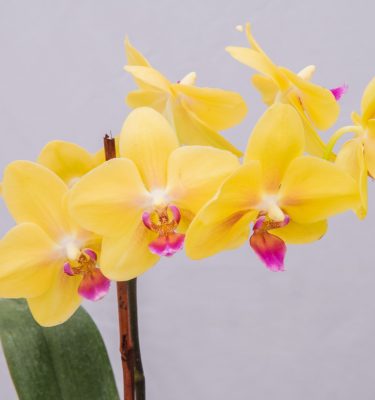 Orchids 101 (January 17, 2026)