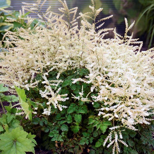 Aruncus chantilly lace telly s greenhouse