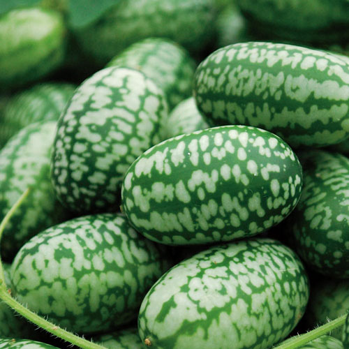 Cucumber Gherkin • Telly's Greenhouse