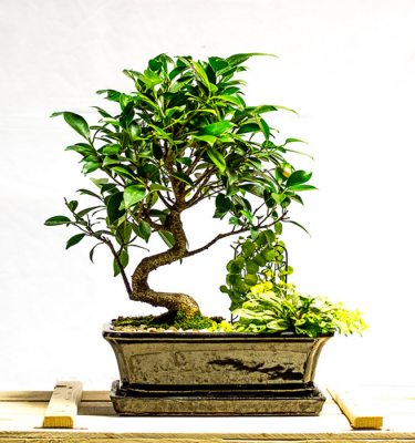 tellys bonsai ficus retusa tiger bark