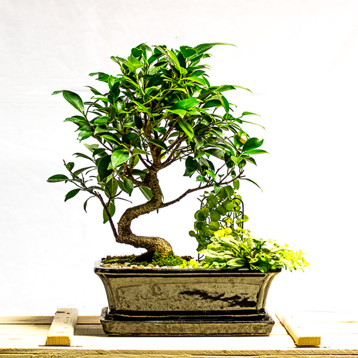 Giá trị thẩm mĩ khi chơi Bonsai