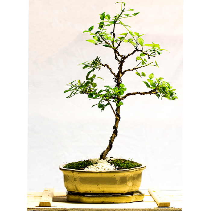 tellys bonsai cape honeysuckle