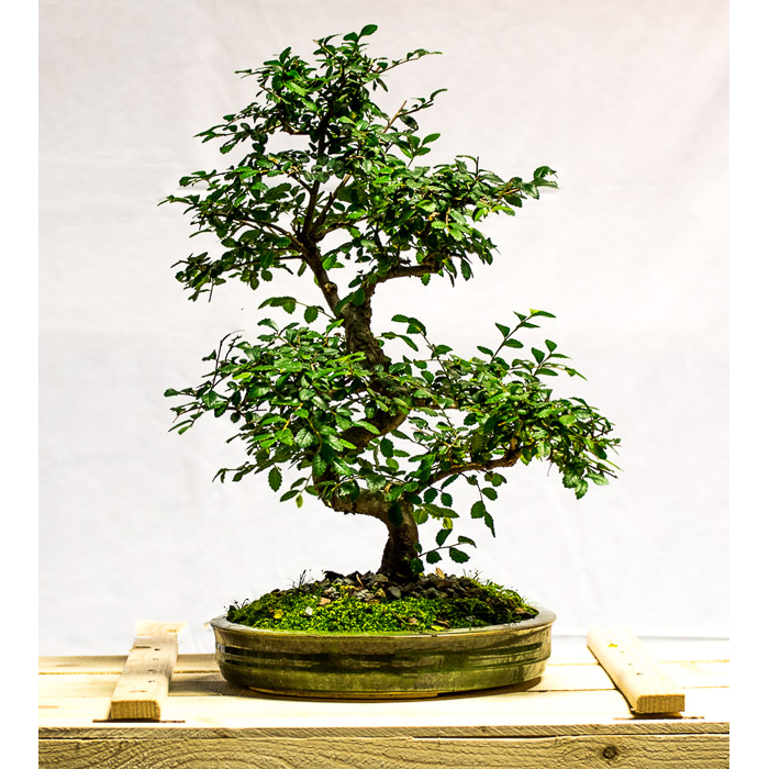 tellys bonsai chinese elm