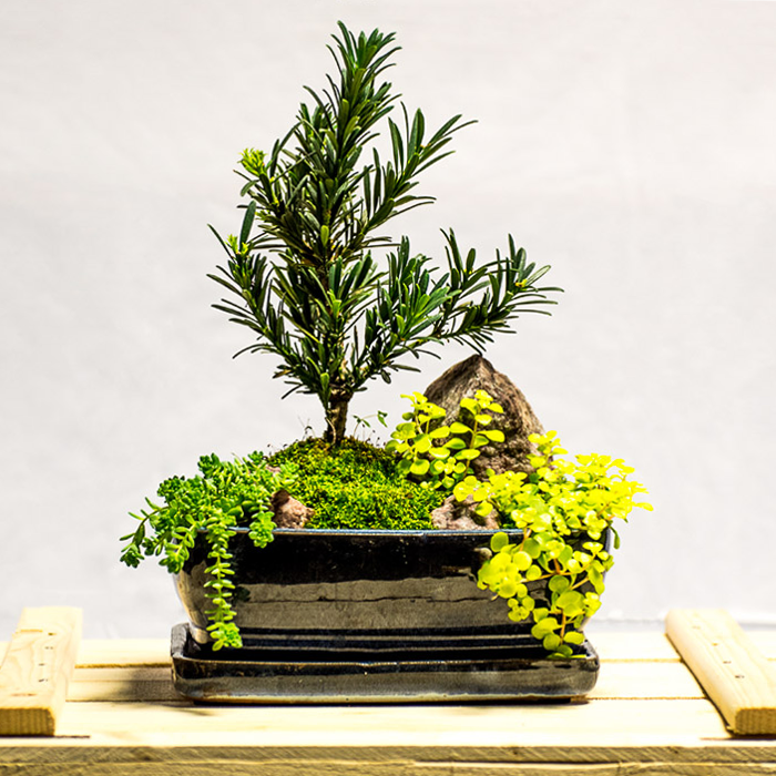 tellys bonsai podocarpus buddhist pine