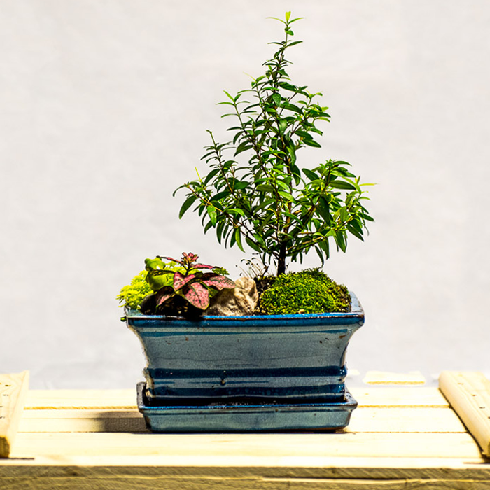 tellys bonsai dwarf myrtle-myrtus communis minus