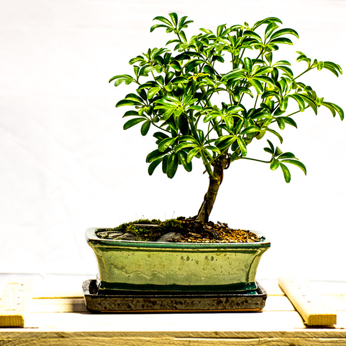 tellys bonsai schefflera arboricola