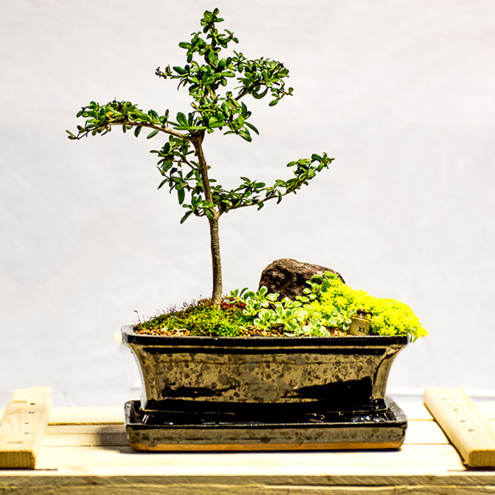 tellys bonsai black olive bucida espinosa