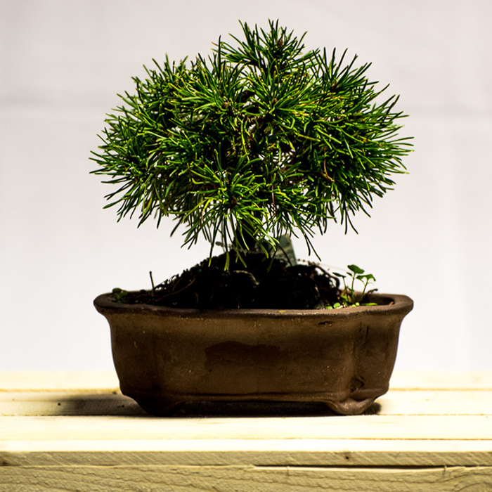 tellys bonsai mugo pine