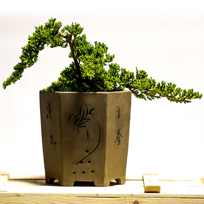 juniper bonsai cascade