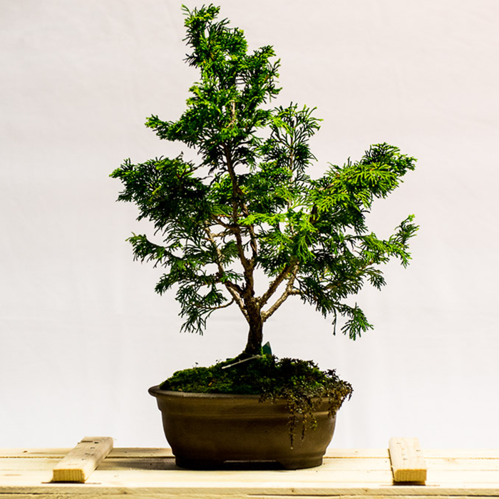 tellys bonsai hinoki cypress chamaecyparis obtusa