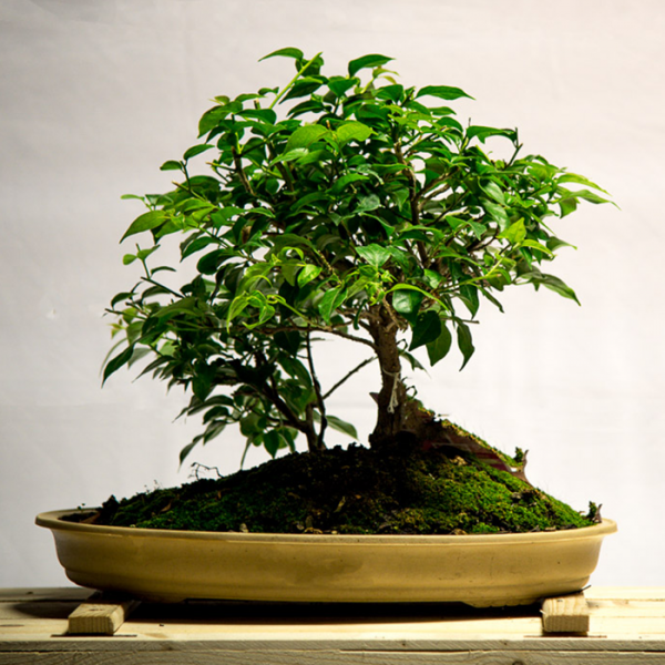 Bonsai • Learn the Art of Bonsai at Telly's Greenhouse