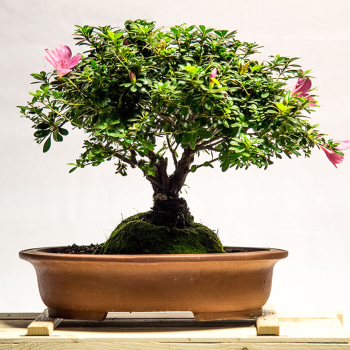 tellys bonsai bougainvilla