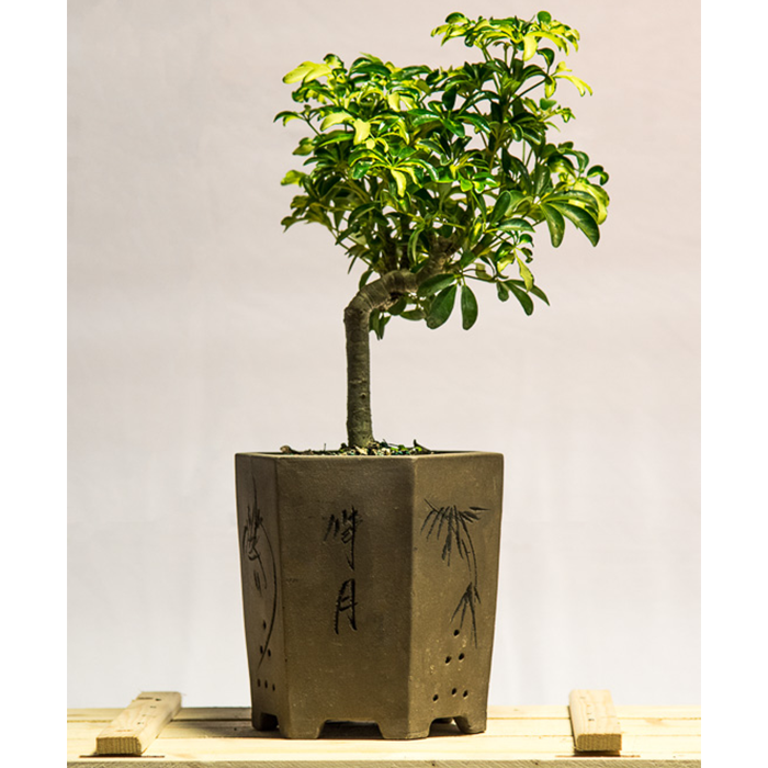 tellys bonsai schefflera arboricola bonsai