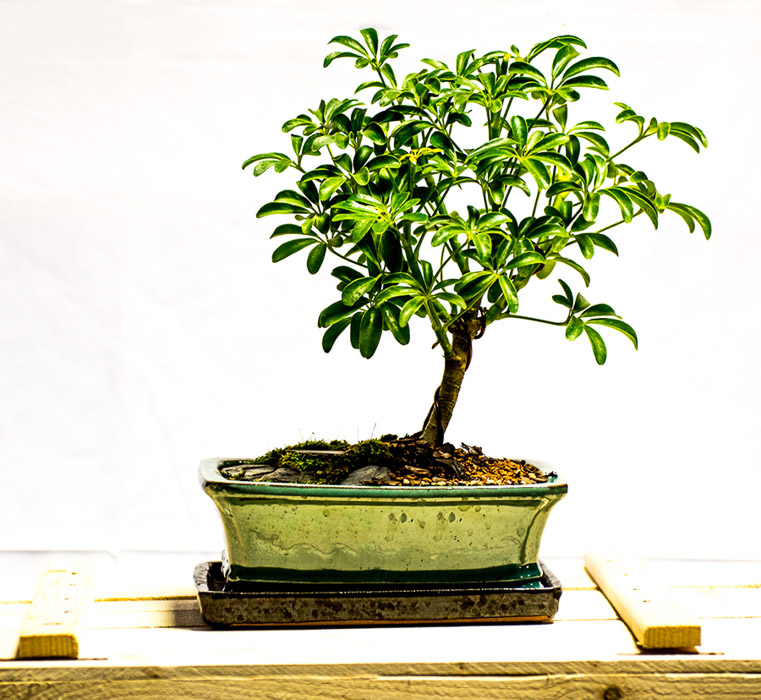 15 tellys bonsai schefflera arboricola • Telly's Greenhouse