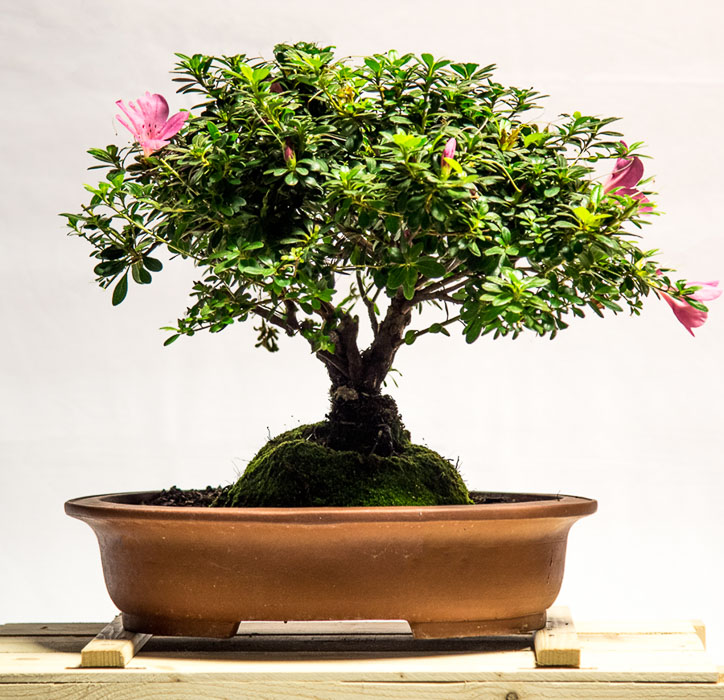 8 tellys bonsai bougainvilla • Telly's Greenhouse