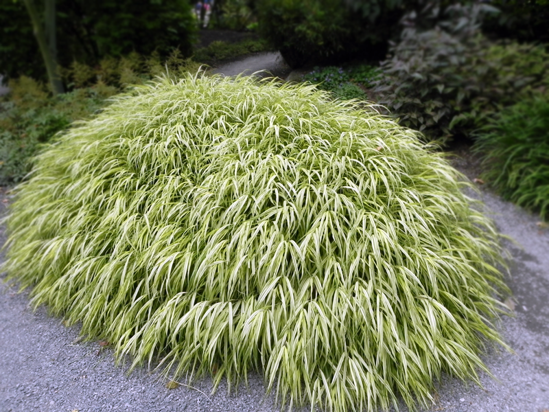 greenhouse Hakonechloa macra ‘Aureola’