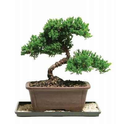 juniper bonsai workshop - telly's greenhouse