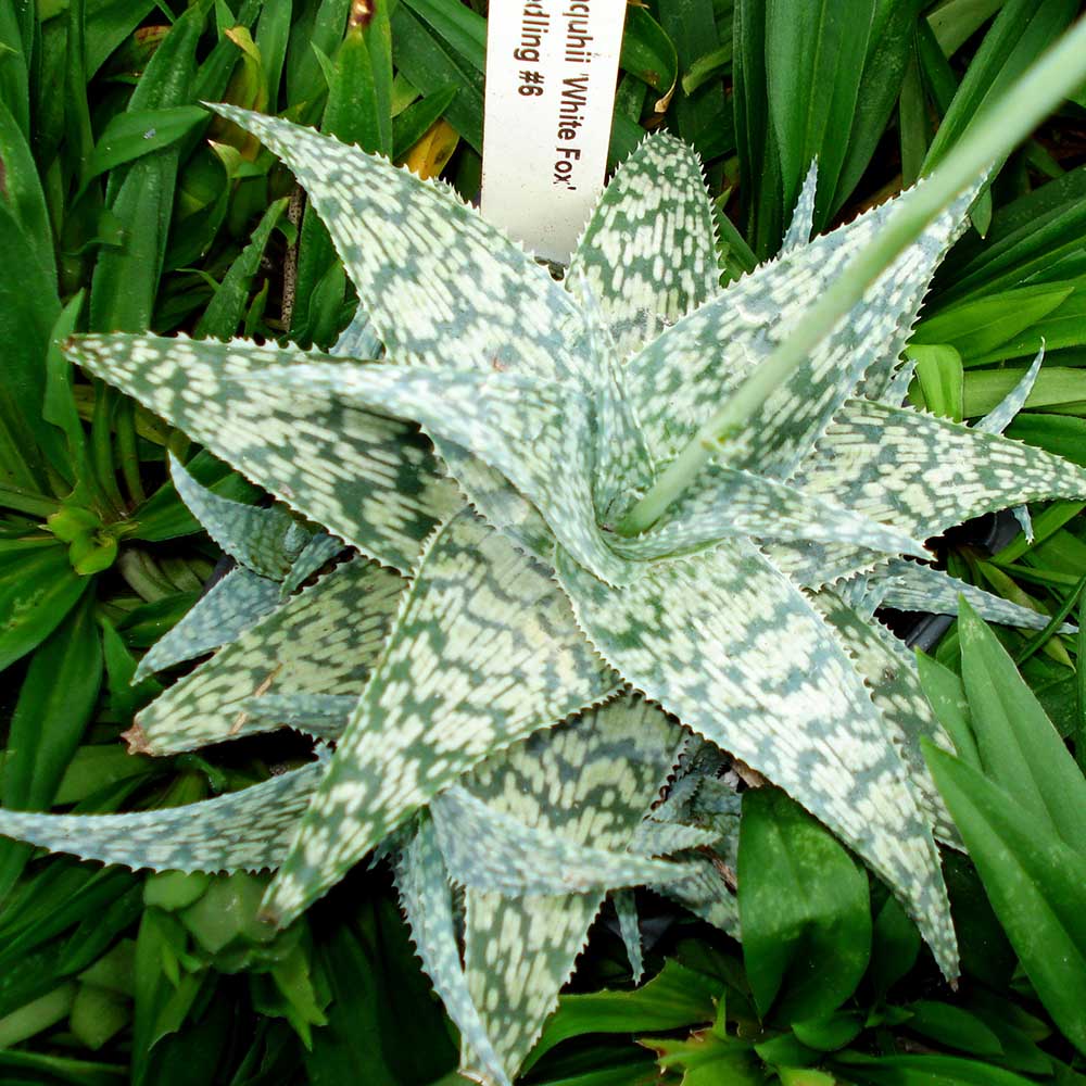 aloe white fox school plants telly's greenhouse