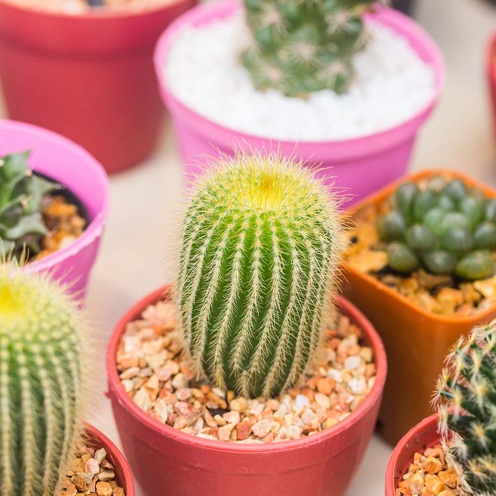 cactus school plants telly's greenhouse