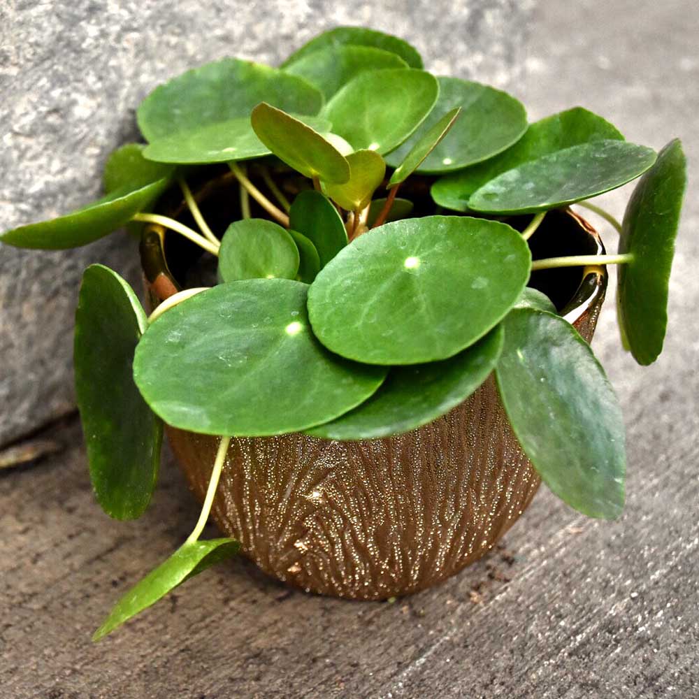 pilea peperomiodes school plants