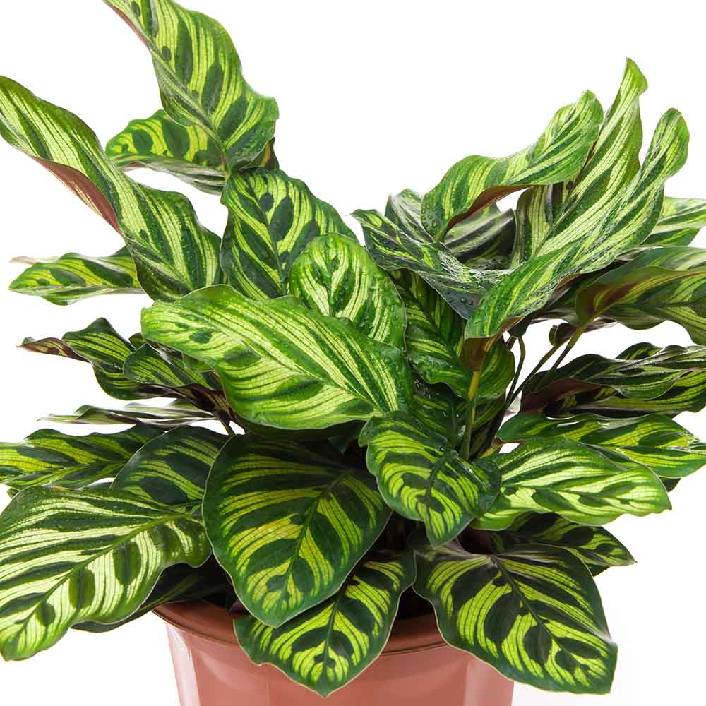 rattlesnake plant calathea school plants telly's greenhouse