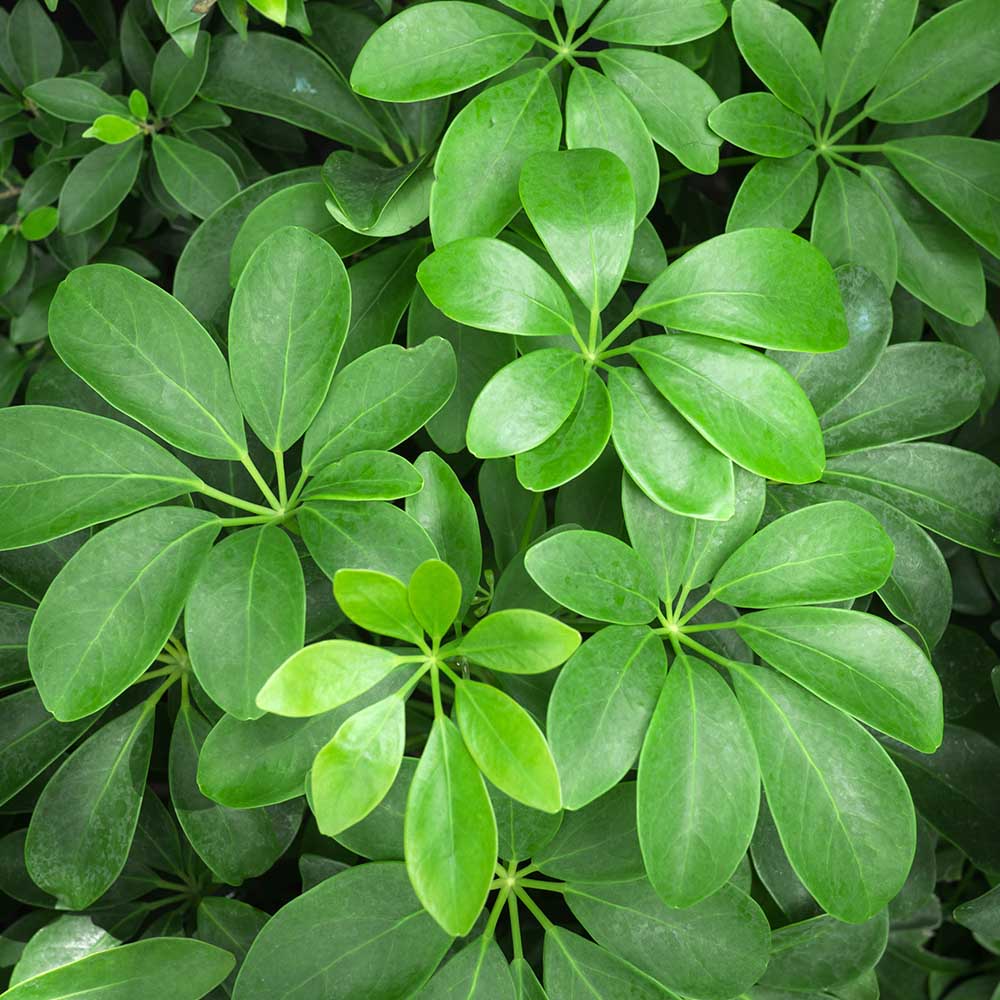 schefflera school plants telly's greenhouse