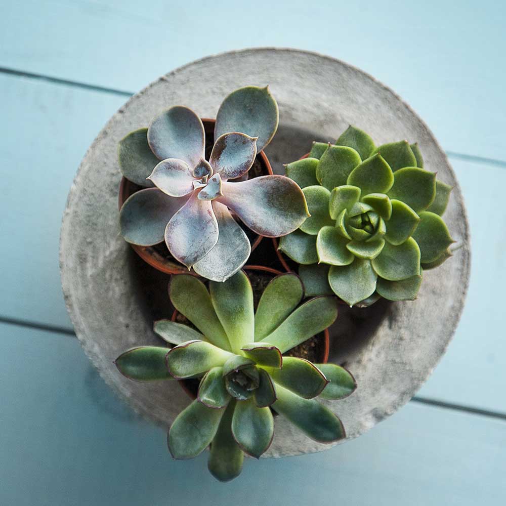 succulents school plants telly's greenhouse