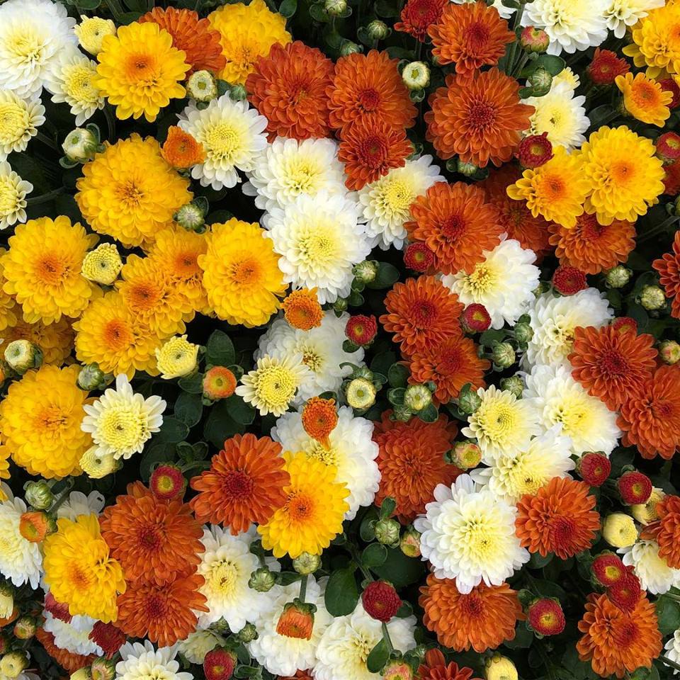 Telly's Greenhouse & Garden Center The Gardener's Paradise!