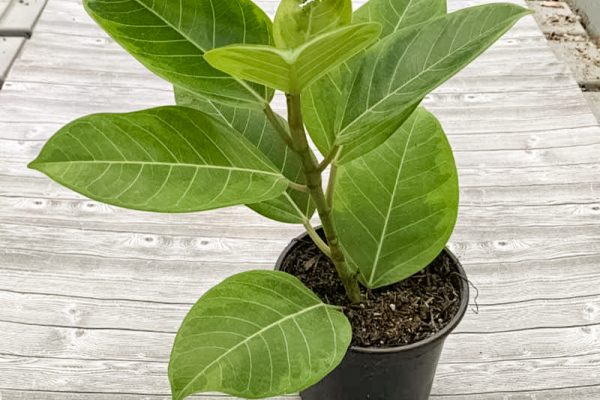 Ficus altissima 'Yellow Gem'