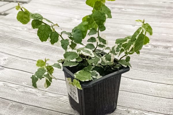 Ficus pumila repens 'Variegated Creeping Fig'