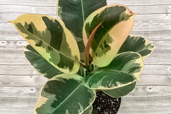 Ficus elastica 'Tineke'