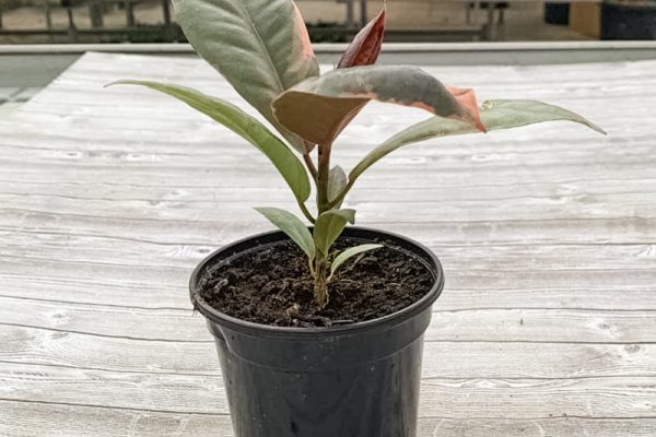 Ficus elastica 'Ruby Rubber Plant'